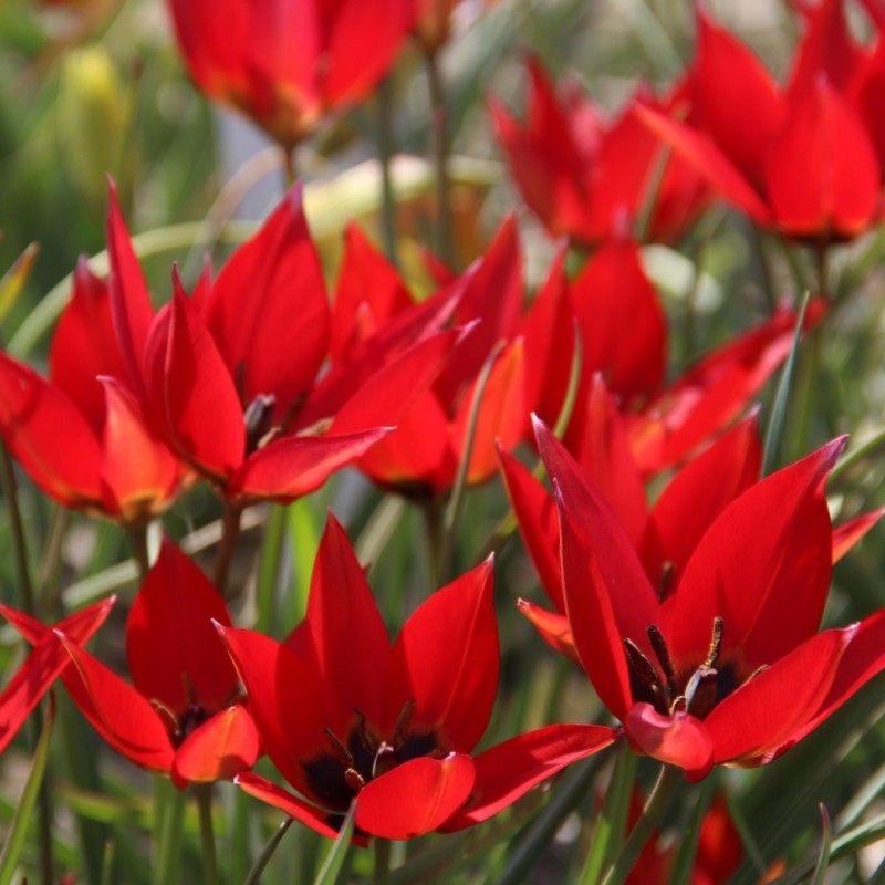 Tulipa 'Lizzy' Tulipa 'Lizzy'
