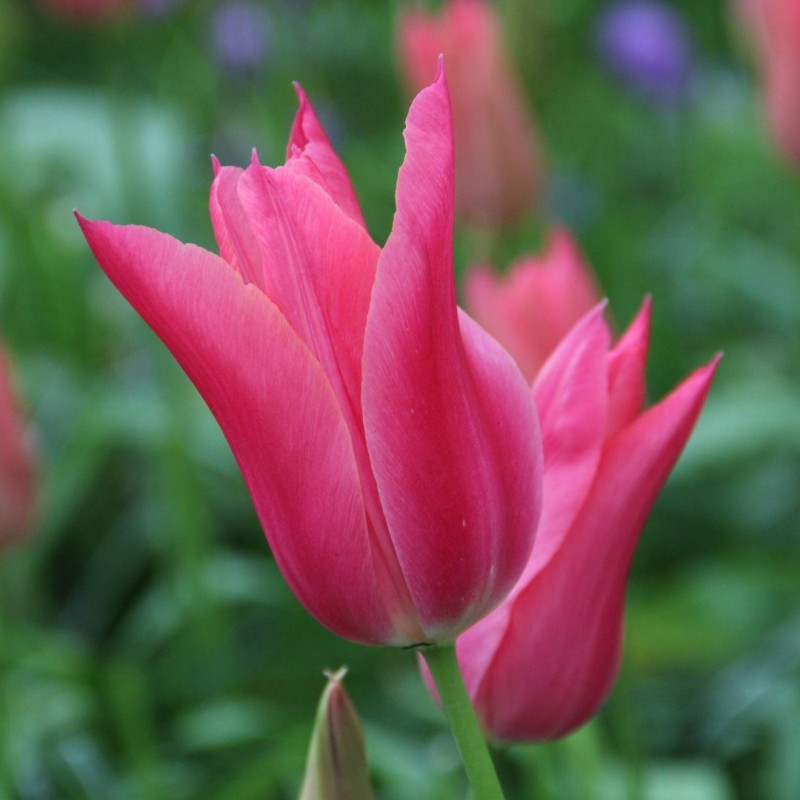 Tulipa 'Mariette' Tulipa 'Mariette'