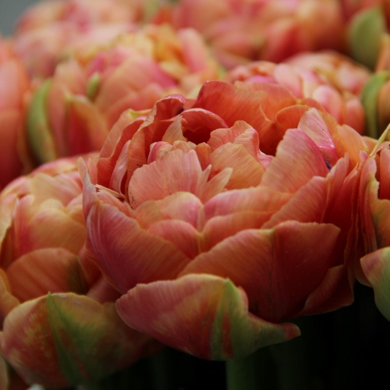 Tulipa 'Copper Image' Tulipa 'Copper Image'
