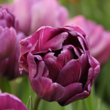 Tulipa 'Blue Diamond'
