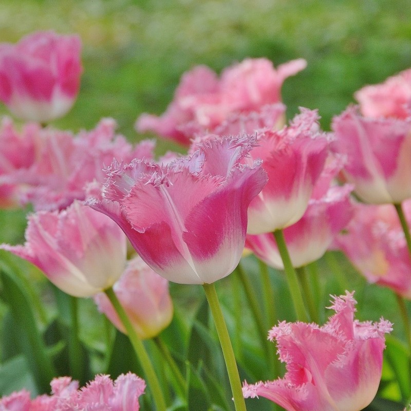 Tulipa 'Fancy Frills' Tulipa 'Fancy Frills'