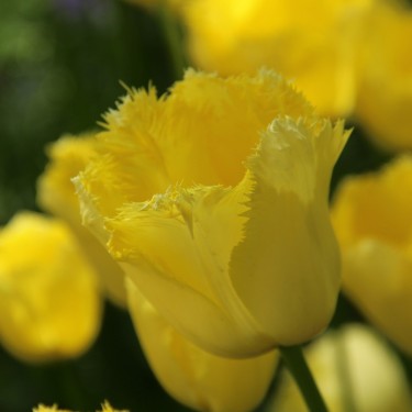 Tulipa 'Maja' Tulipa 'Maja'