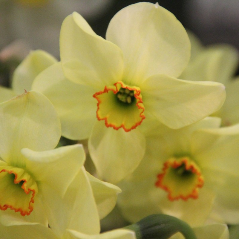 Narcissus 'Dinkie' Narcissus 'Dinkie'