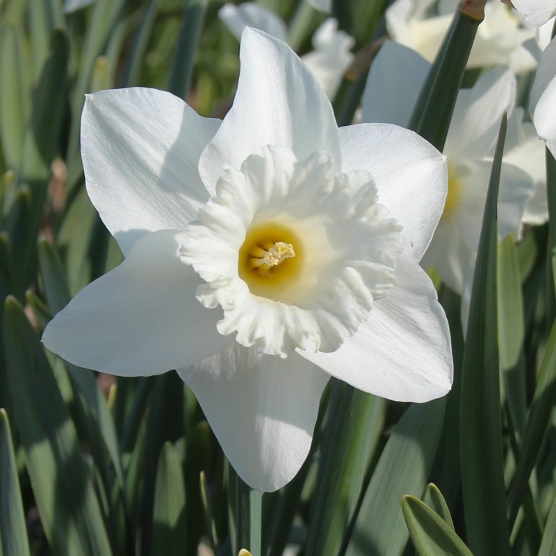 Narcissus 'White Ideal' Narcissus 'White Ideal'