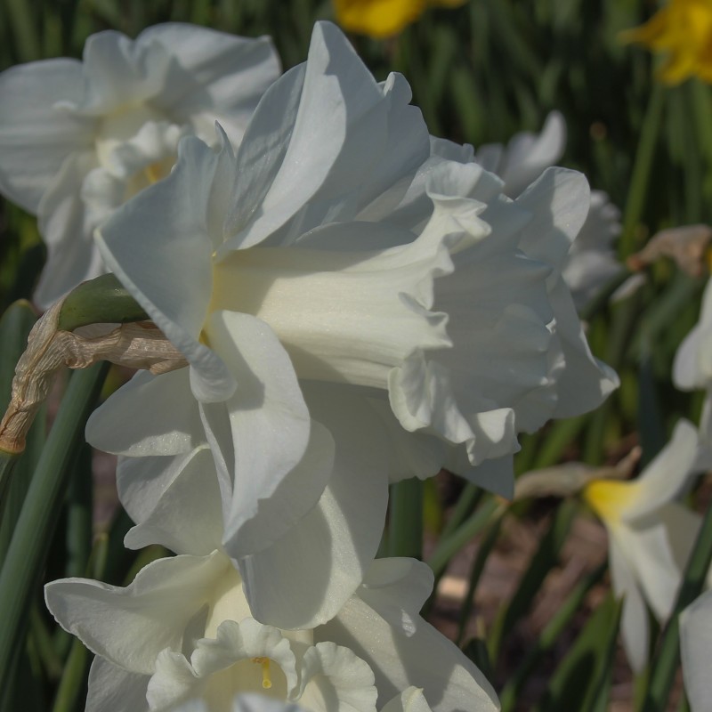 Narcissus 'Queen Juliana' Narcissus 'Queen Juliana'