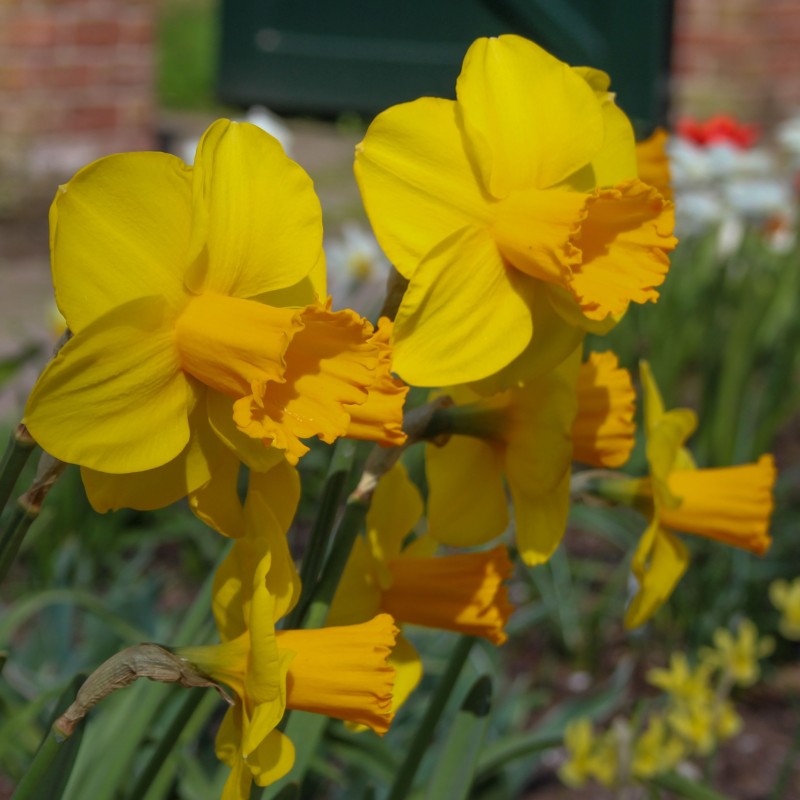 Narcissus 'Corbiere' Narcissus 'Corbiere'