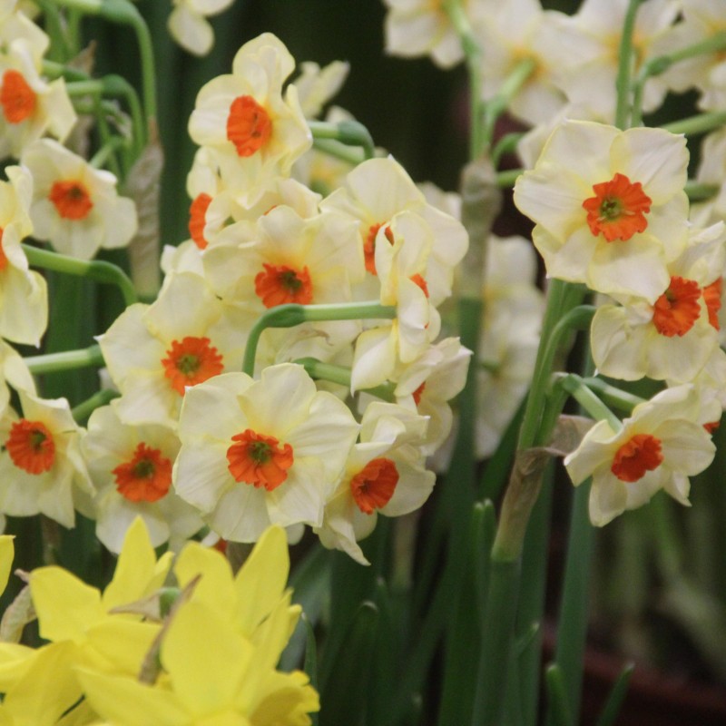 Narcissus 'Bright Spangles' Narcissus 'Bright Spangles'