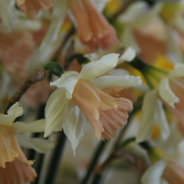 Narcissus 'Rosy Trumpet' Narcissus 'Rosy Trumpet'