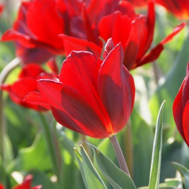 Tulipa 'Koh-I-Noor'