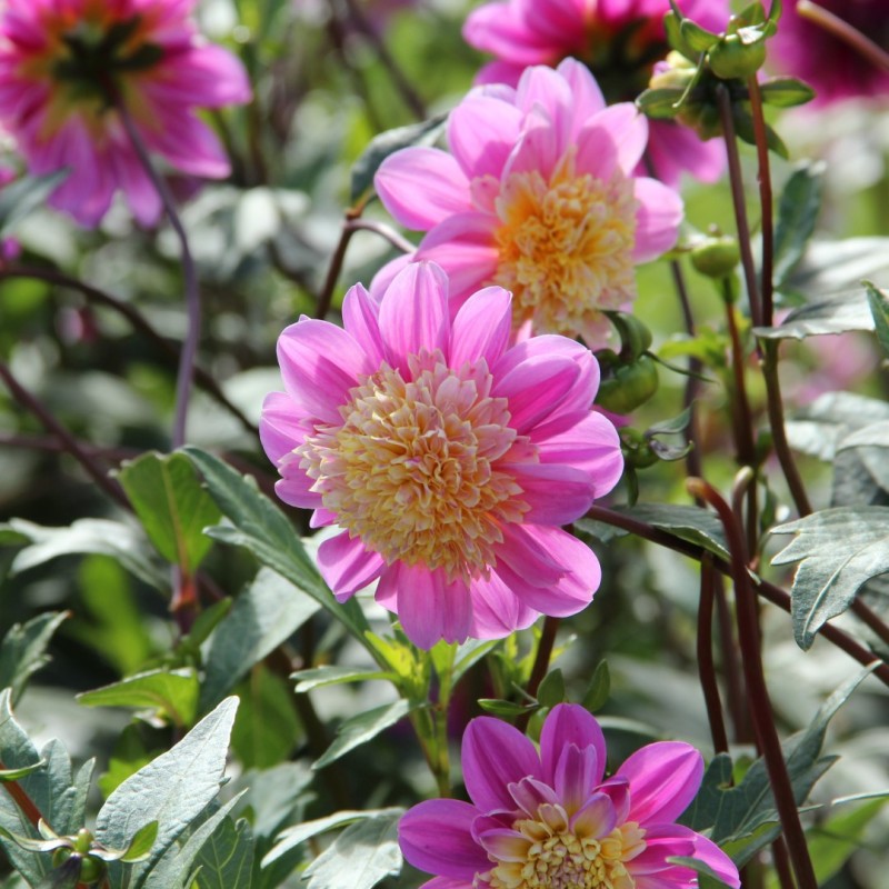 Dahlia 'Take Off' Dahlia 'Take Off'