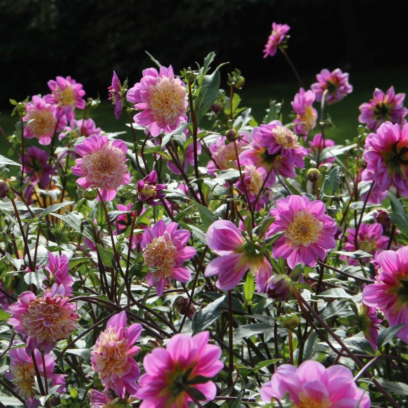 Dahlia 'Take Off' Dahlia 'Take Off'