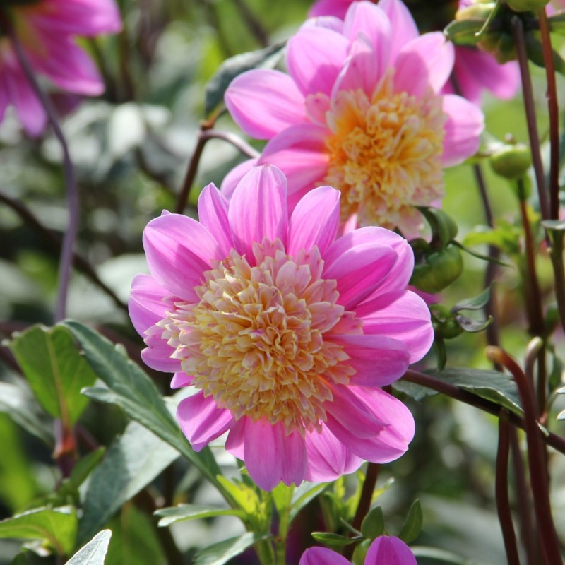 Dahlia 'Take Off' Dahlia 'Take Off'