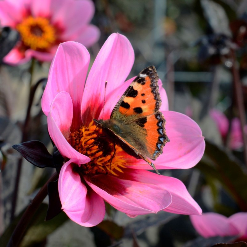 Dahlia 'Happy Single Wink' ®