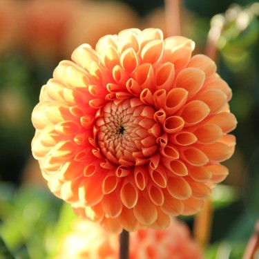 Dahlia 'Sylvia'