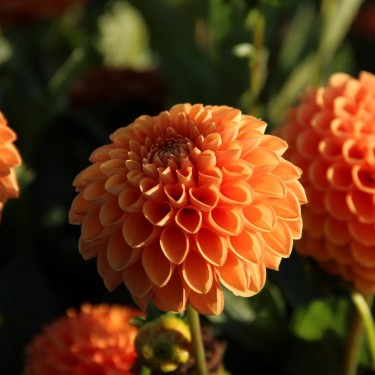 Dahlia 'Sylvia'