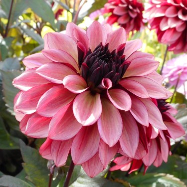 Dahlia 'Night Silence'