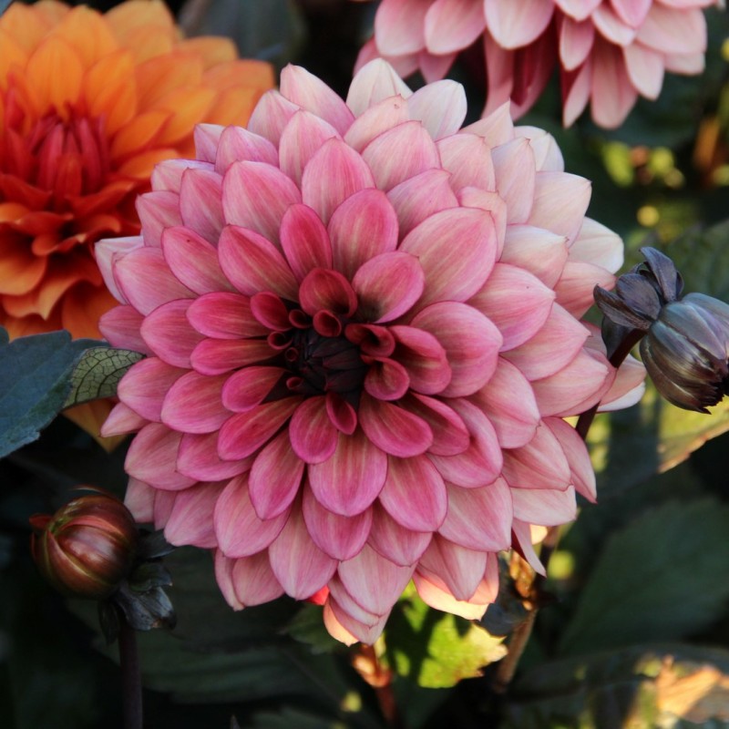Dahlia 'Night Silence'