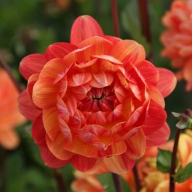Dahlia 'Graceland'