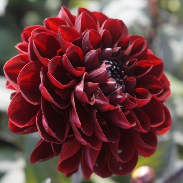 Dahlia 'Manoa'