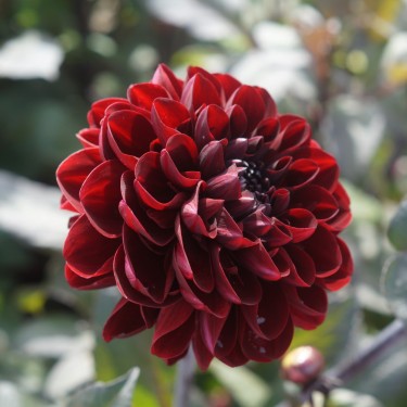 Dahlia 'Manoa' Dahlia 'Manoa'