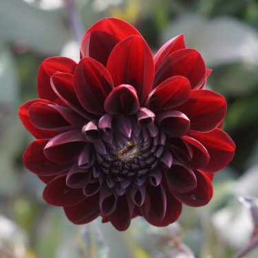 Dahlia 'Manoa' Dahlia 'Manoa'