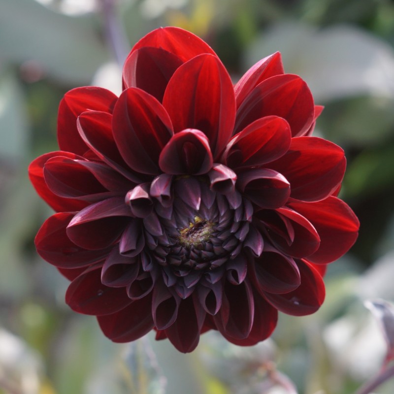 Dahlia 'Manoa' Dahlia 'Manoa'