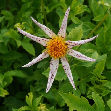 Dahlia 'Destiny's Teachers'