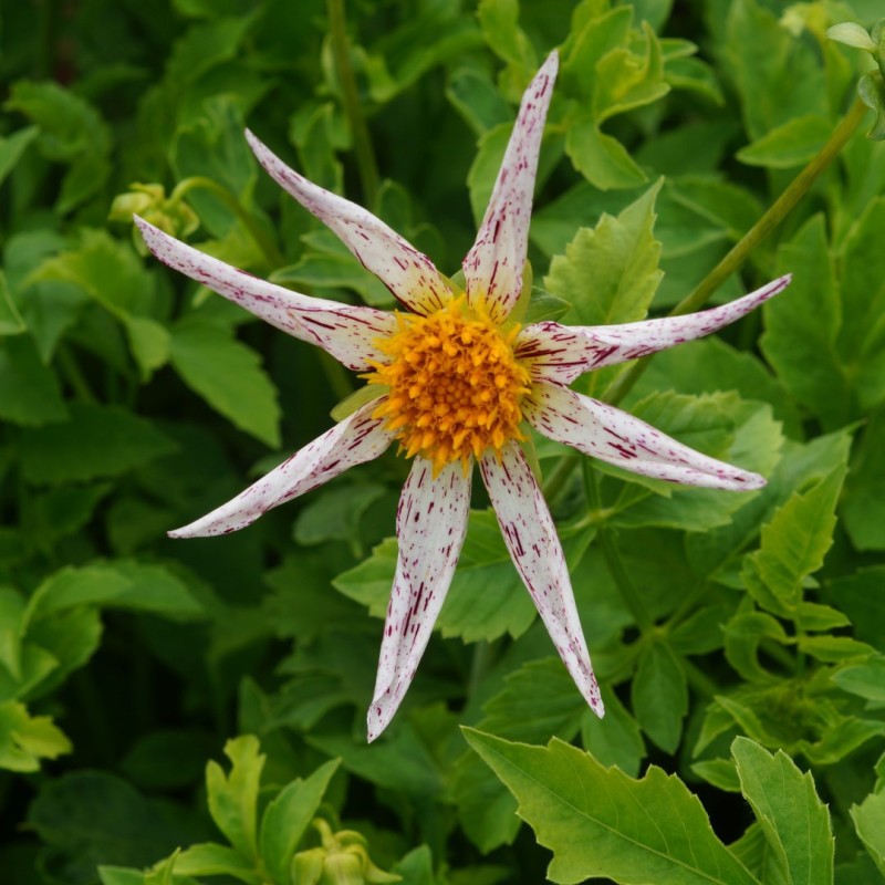 Dahlia 'Destiny's Teachers' Dahlia 'Destiny's Teachers'