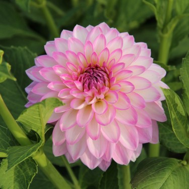 Dahlia 'Arbatax' Dahlia 'Arbatax'