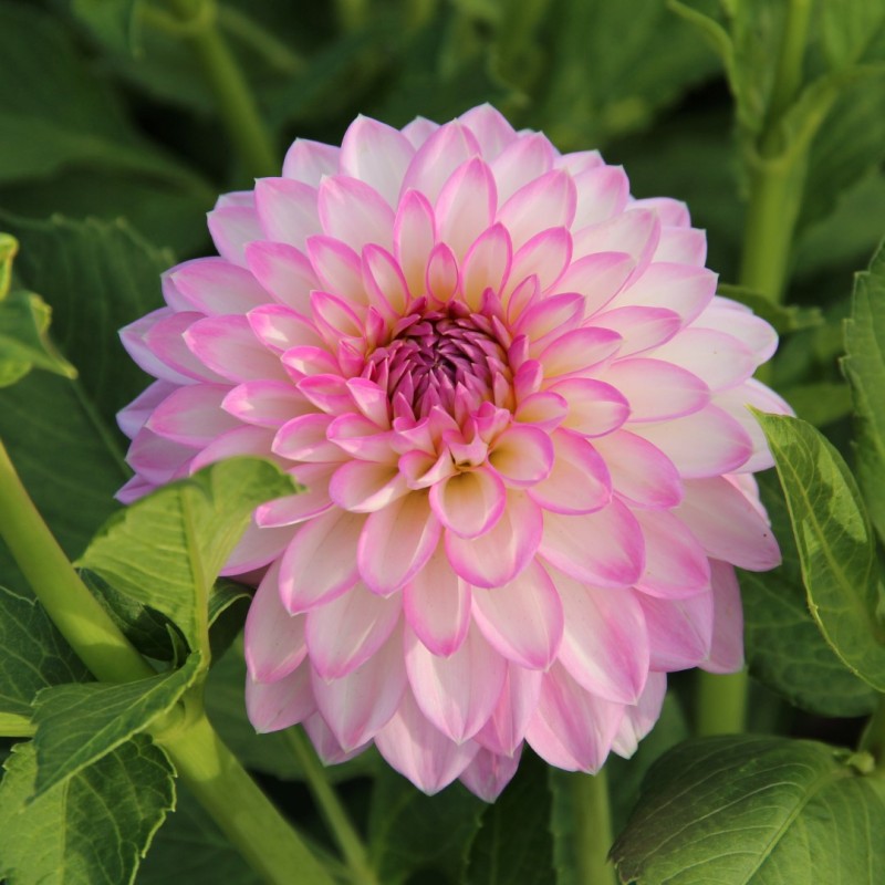 Dahlia 'Arbatax' Dahlia 'Arbatax'