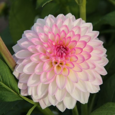 Dahlia 'Arbatax' Dahlia 'Arbatax'