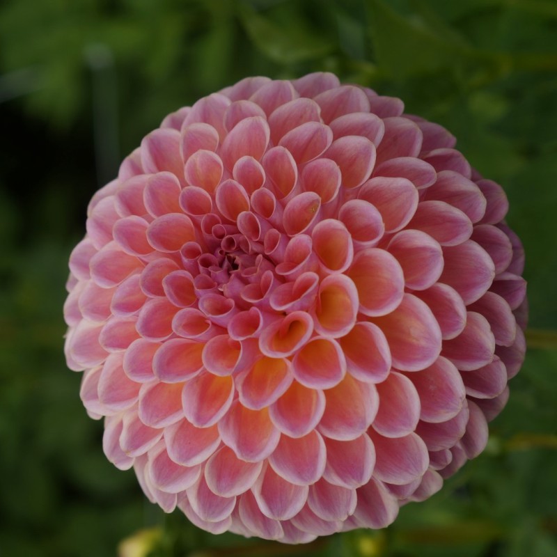 Dahlia 'Jowey Winnie' Dahlia 'Jowey Winnie'