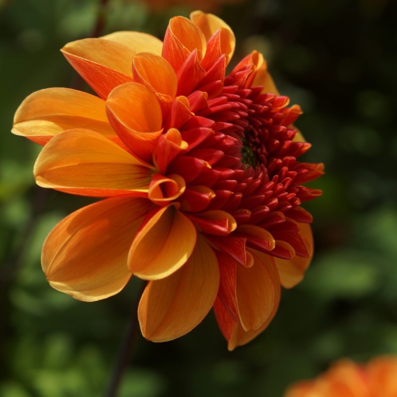 Dahlia 'American Sunset' Dahlia 'American Sunset'