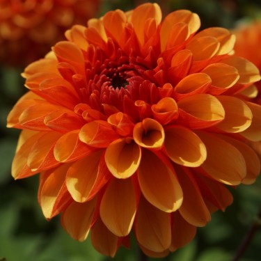 Dahlia 'American Sunset' Dahlia 'American Sunset'