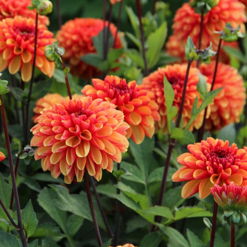 Dahlia 'American Sunset' Dahlia 'American Sunset'
