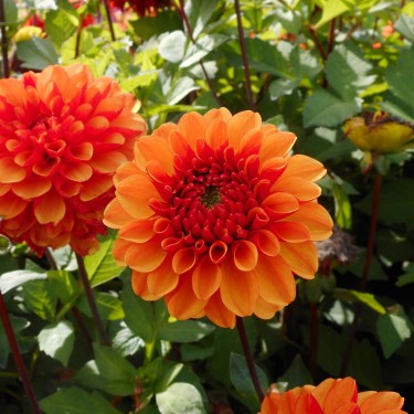 Dahlia 'American Sunset' Dahlia 'American Sunset'