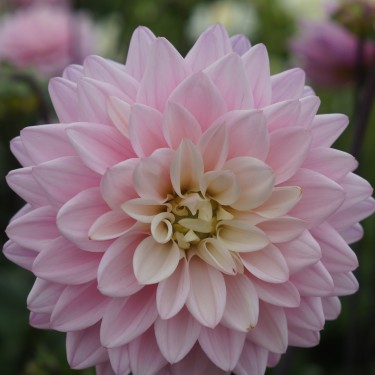 Dahlia 'Karma Prospero' ®