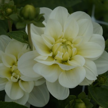 Dahlia 'Cantarino'