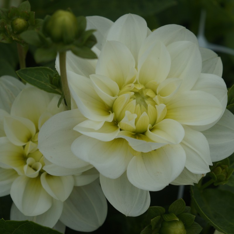 Dahlia 'Cantarino' Dahlia 'Cantarino'