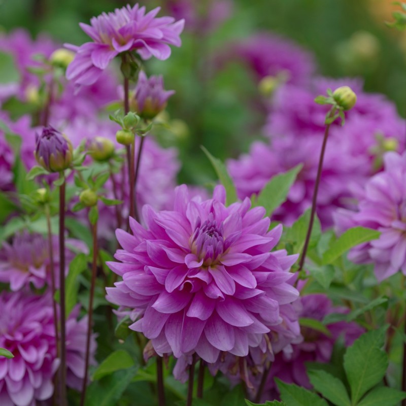 Dahlia 'Bluetiful' Dahlia 'Bluetiful'