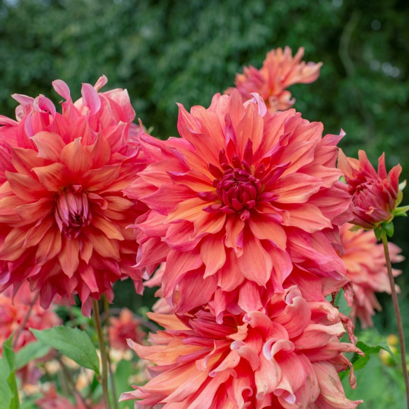 Dahlia 'Belle of Barmera' Dahlia 'Belle of Barmera'