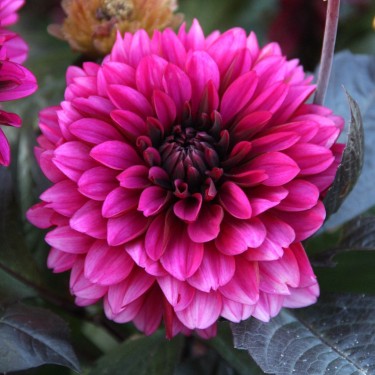 Dahlia 'Jennifer Mary Ellen'
