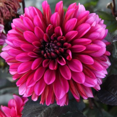Dahlia 'Jennifer Mary Ellen' Dahlia 'Jennifer Mary Ellen'