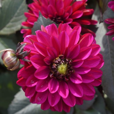 Dahlia 'Jennifer Mary Ellen' Dahlia 'Jennifer Mary Ellen'
