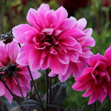 Dahlia 'Fascination'