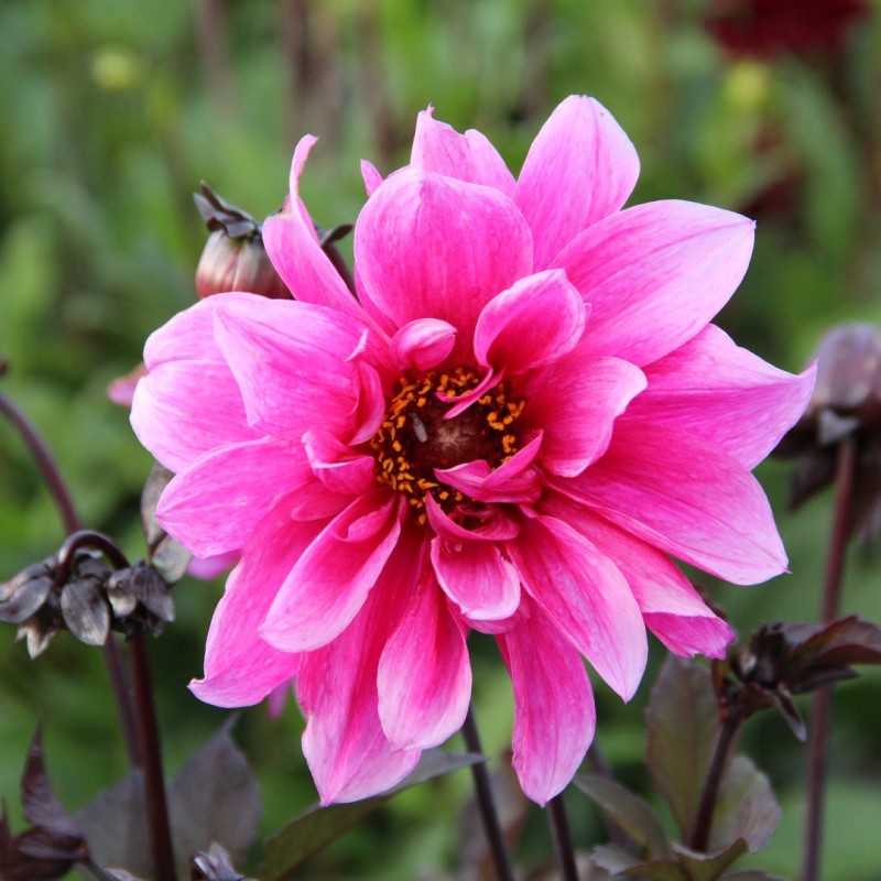 Dahlia 'Fascination' Dahlia 'Fascination'