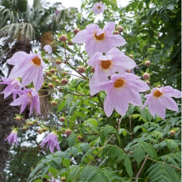 Dahlia imperialis