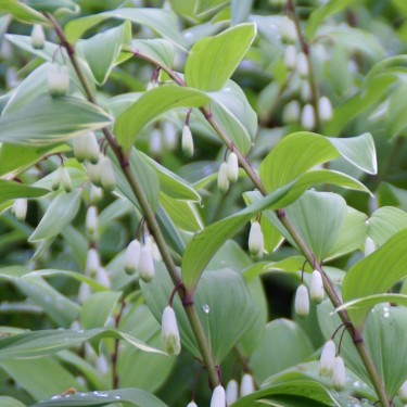Polygonatum multiflorum