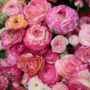 Ranunculus asiaticus 'Aviv Picotee' -rose-