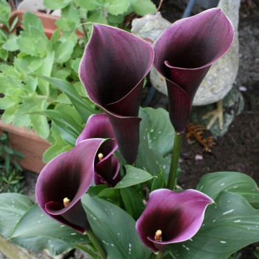 Zantedeschia 'Caruso'